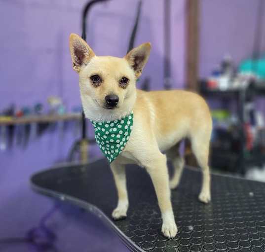 Photo of SUGAR PLUM 2 yrs 12 lbs