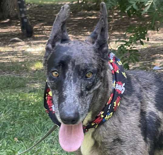 Photo of LADY LIBERTY 18 mo's 62 lbs