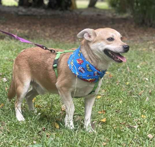 Photo of LOUIE 2 yrs 26 lbs