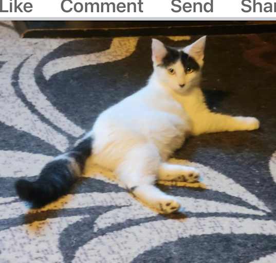 Photo of Gracie