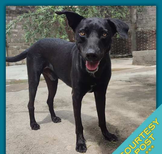 Photo of Pancho (CP)