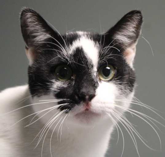 Photo of Otis