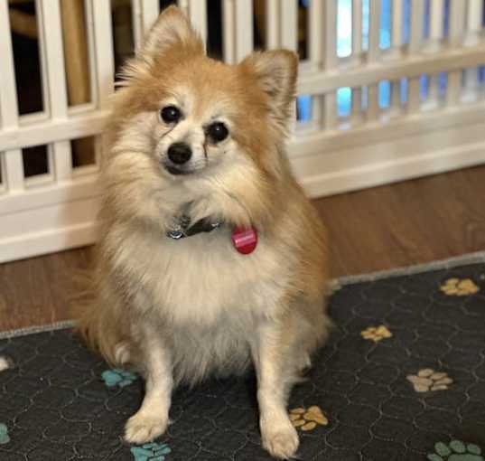 Photo of Macaroni