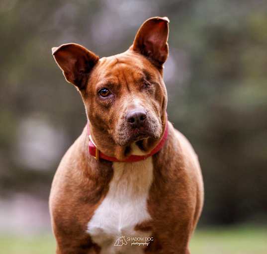 Photo of Pickles