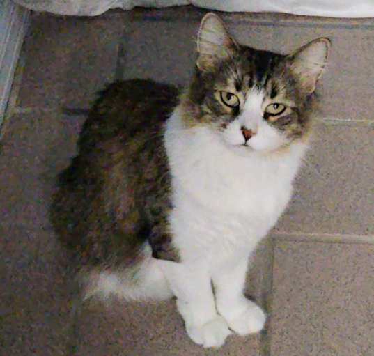 Photo of Priscilla  FIV+ aka- MamaCat