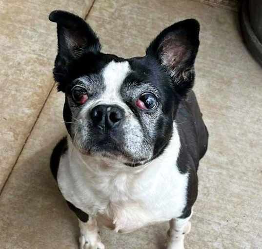 Photo of Raleigh (Adoption Pending)