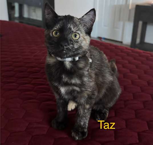 Photo of Taz
