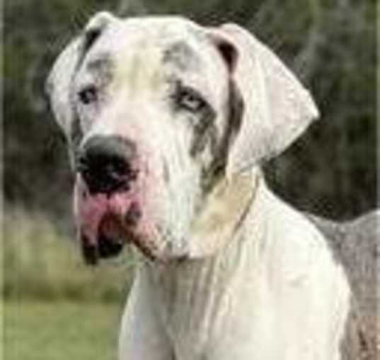 Photo of Apollo
