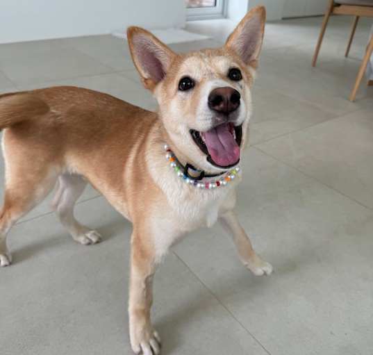 Photo of Chico