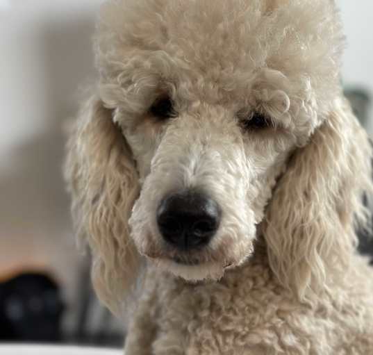 Photo of Hildy