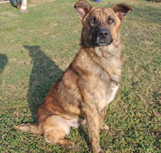 Photo of Pumbaa