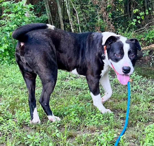 Photo of Zorro