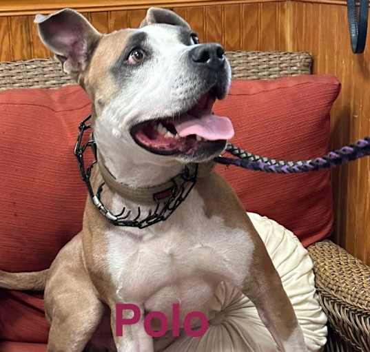 Photo of Polo