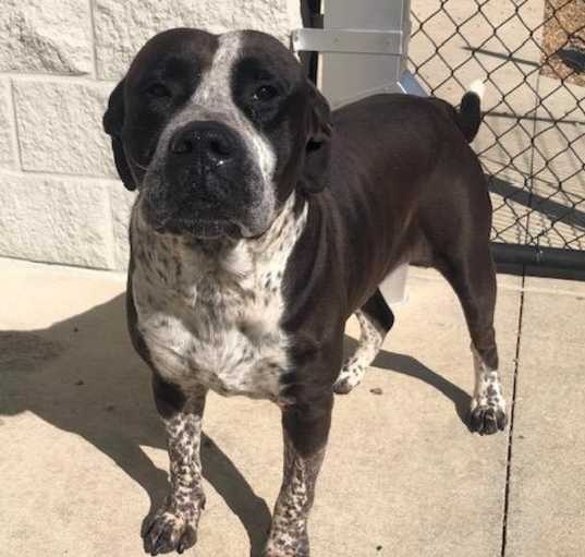 Photo of MARMADUKE