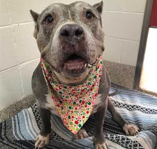 Photo of JOSIE