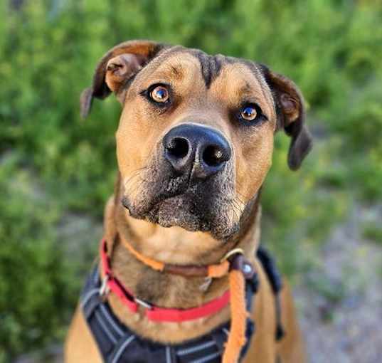 Photo of BRUNO