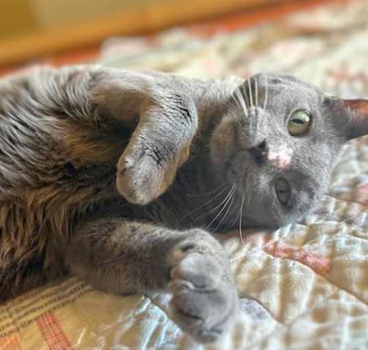Photo of KOOMO