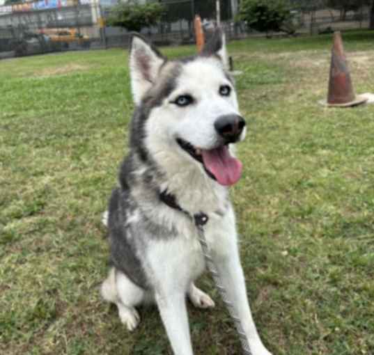 Photo of CHATO