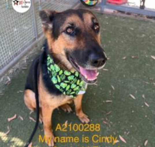 Photo of CINDY