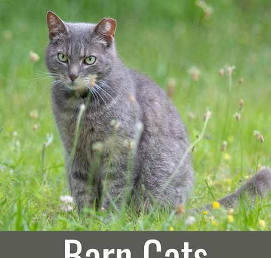 Photo of BARN CATS