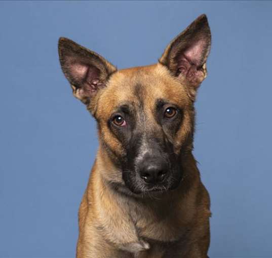 Photo of ODIE