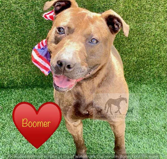 Photo of BOOMER