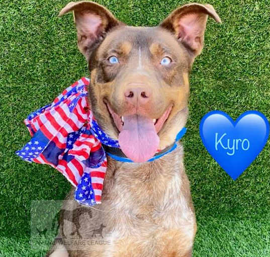 Photo of KYRO