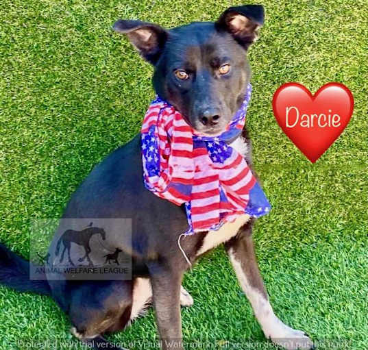 Photo of DARCIE