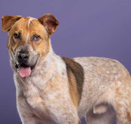 Photo of OTRO PERRO BONITO