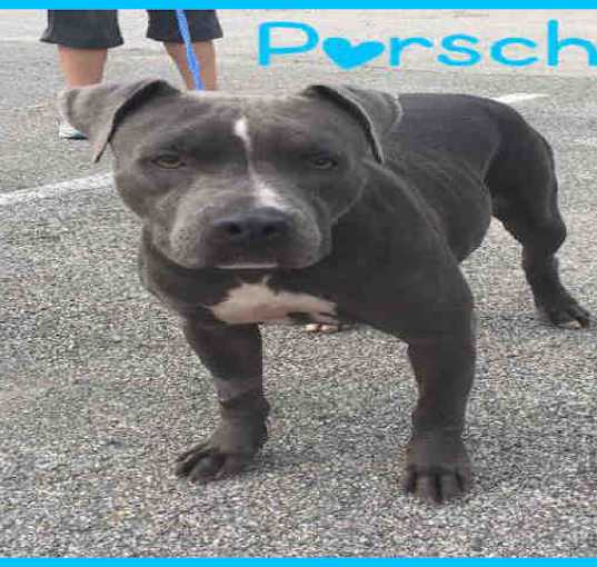 Photo of PORSCHE