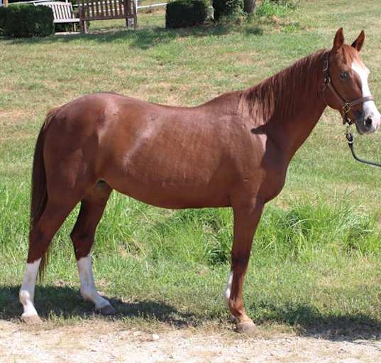 Photo of PRALINE