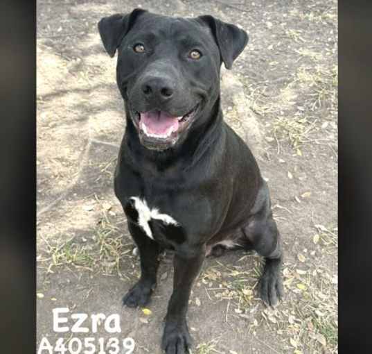 Photo of EZRA
