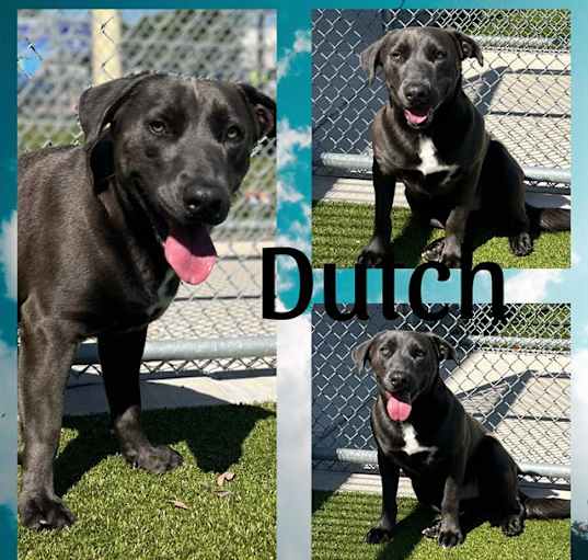 Photo of DUTCH