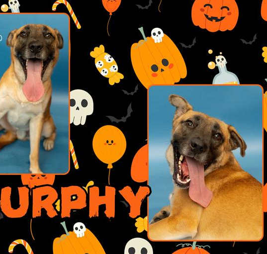 Photo of MURPHY