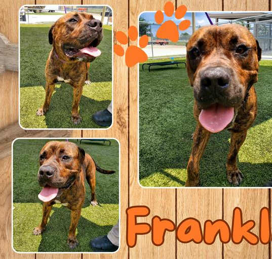Photo of FRANKLIN