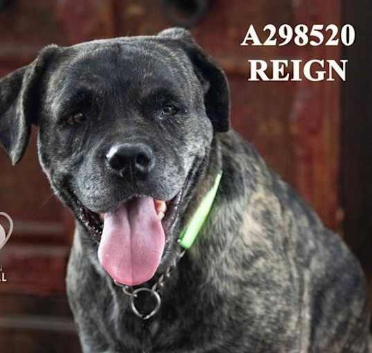 Photo of REIGN