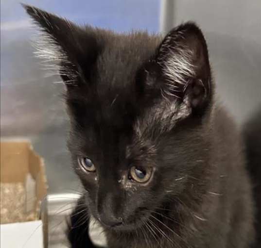 Photo of MIDNIGHT