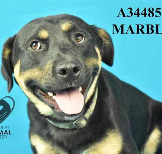 Photo of MARBLE