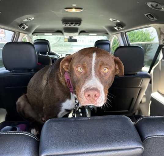 Photo of BROWNIE