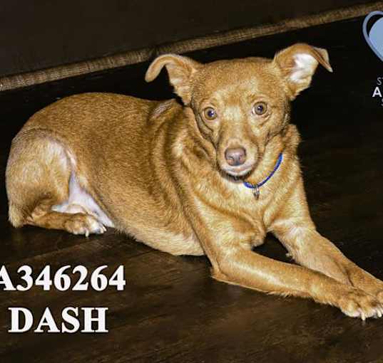 Photo of DASH