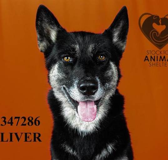 Photo of OLIVER