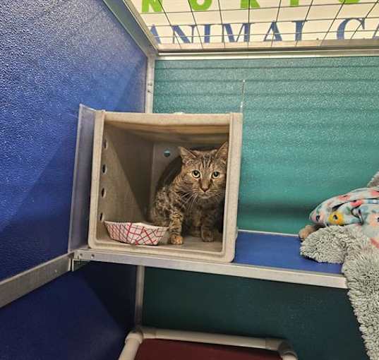 Photo of TABBI