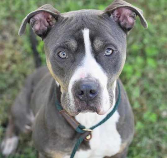 Photo of BOLT