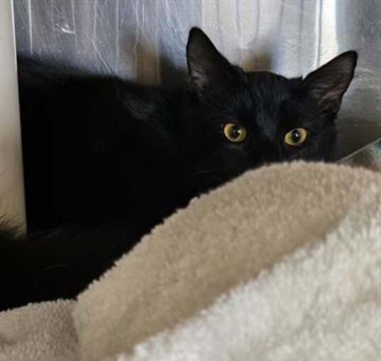 Photo of A071031