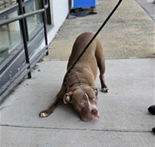 Photo of BISCUIT