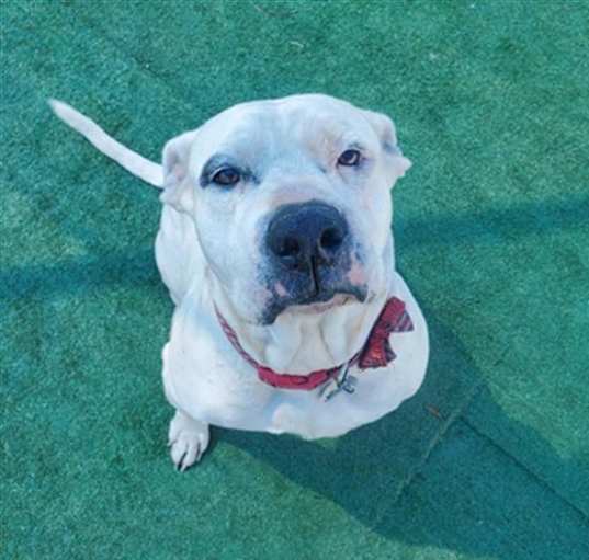 Photo of ROSIE- IN FOSTER
