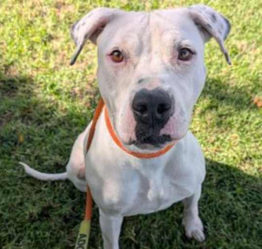 Photo of CUPCAKE- IN FOSTER