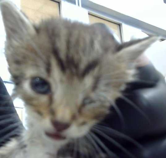 Photo of PATCH