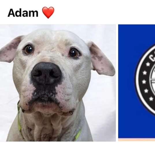 Photo of ADAM
