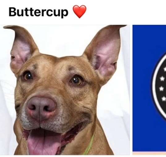 Photo of BUTTERCUP